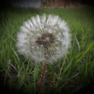 Meet your Posher, Bridget